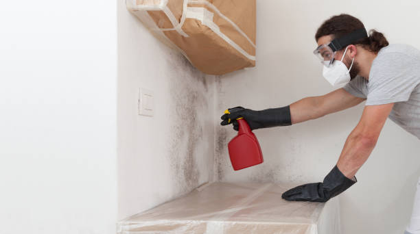 Professional Mold Cleanup technician working in Berryville, TX