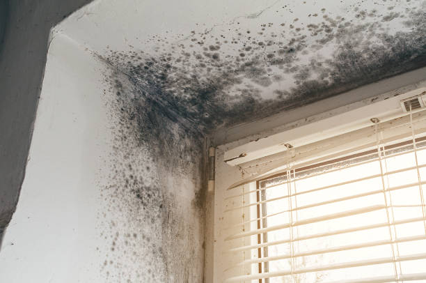 Affordable Mold Cleanup solutions in Berryville, TX